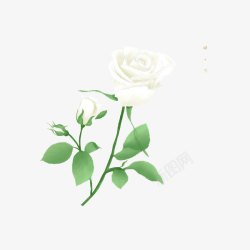 妖艳盛开的白玫瑰高清图片