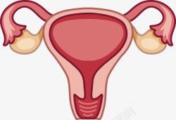 卵巢女士子宫与卵巢矢量图高清图片