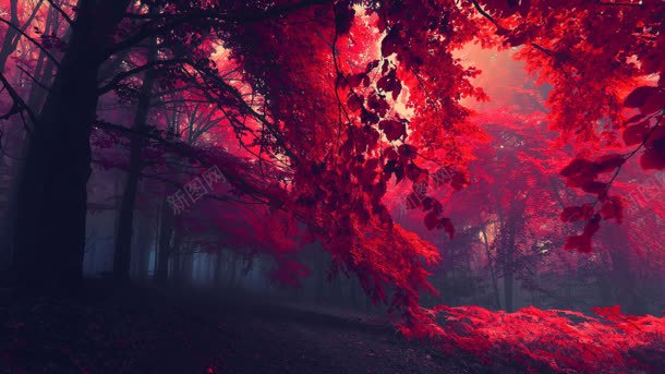 漫天红色枫叶森林壁纸背景