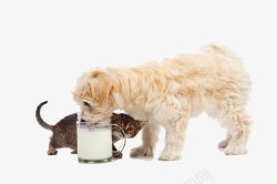 一起喝牛奶喝牛奶的狗狗高清图片