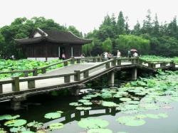 曲院风荷风景区素材