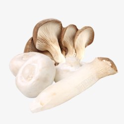 食用蘑菇新鲜茶树菇高清图片