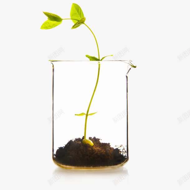 玻璃杯中的植物png免抠素材_88icon https://88icon.com 实验 植物 玻璃 量杯