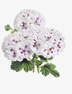 白中带紫的花儿素材