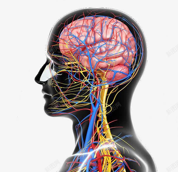 人体神经脑神经结构图侧面png免抠素材_88icon https://88icon.com 中枢神经系统 人体组织 神经 神经元 神经系统 神经结构 脑神经