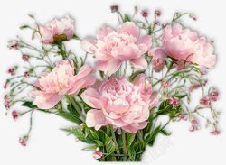 花粉红牡丹花一束花朵素材