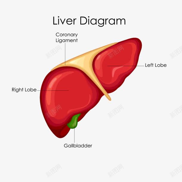 肝脏解析图png免抠素材_88icon https://88icon.com 医学 医疗 卡通 手绘 生物 肝脏 英文 解剖 解析