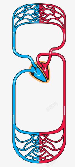 设置系统插图人体动静脉血管高清图片