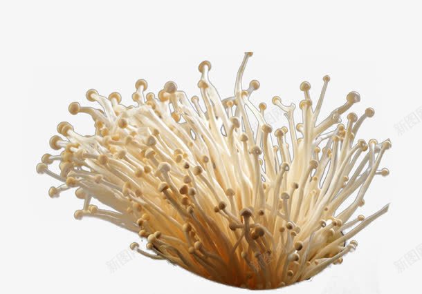 菌类食物png免抠素材_88icon https://88icon.com 新鲜的食材 火锅必备食物 美味的菌类食物 营养丰富的金针菇