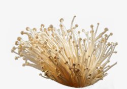 营养丰富的金针菇菌类食物高清图片