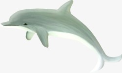 飞豚海豚高清图片