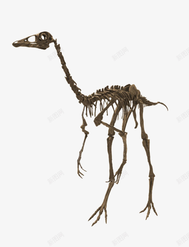 矩形恐龙化石实物png免抠素材_88icon https://88icon.com 价值 凶残 古生物 恐龙 爬行动物 珍贵 生物化石 石头 科学家 科研 考研 食肉动物