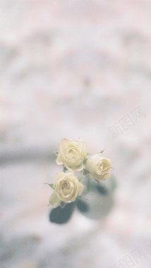 黄色花朵灰色H5背景摄影图片