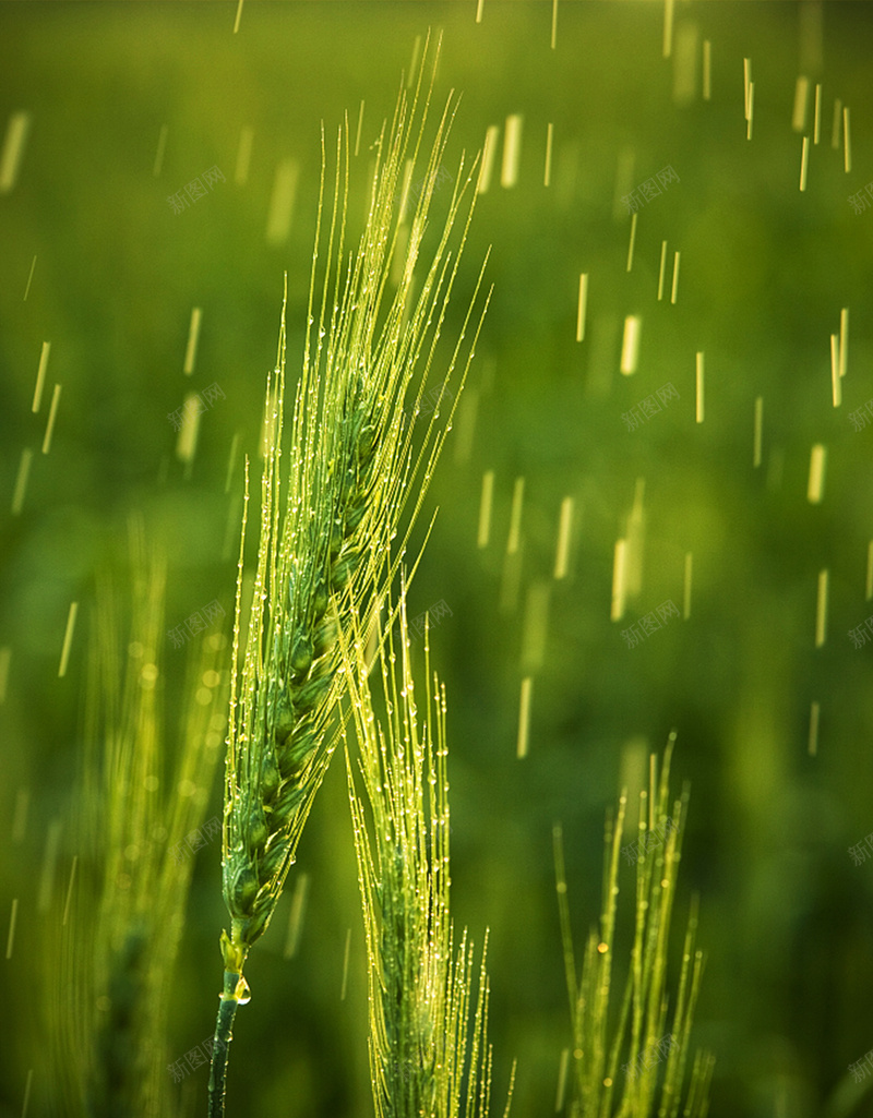 创意简约谷雨节气宣传海报jpg设计背景_88icon https://88icon.com 二十四节气 传统节气 插秧 播种 简约 绿色 谷雨 谷雨广告 遇见下雨天