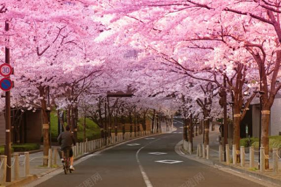 唯美樱花公路摄影图摄影图片