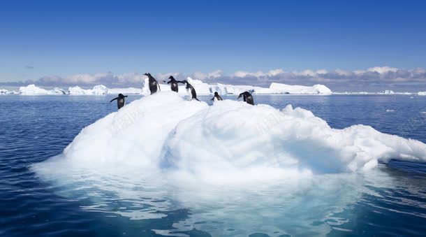 冰山冰块上的企鹅背景