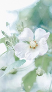春天白色小花摄影H5背景摄影图片