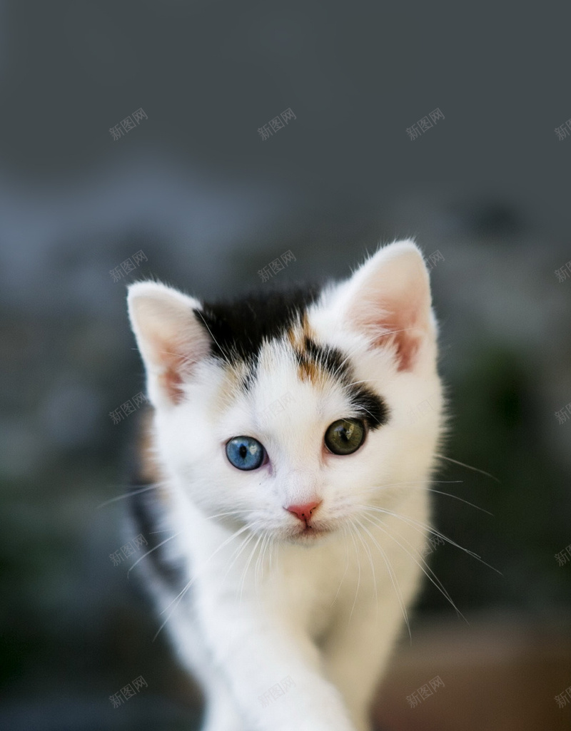 萌宠小猫H5背景jpg_88icon https://88icon.com H5 H5背景 h5 小猫 摄影 灰色 猫咪 萌宠 风景