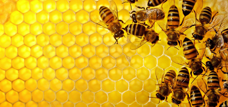蜜蜂背景图jpg_88icon https://88icon.com 摄影 海报banner 蜂巢 蜂蜜 蜜蜂 采蜜 风景 黄色