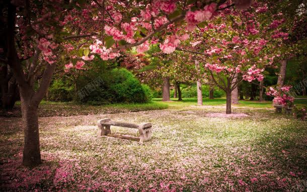 开满樱花的公园jpg设计背景_88icon https://88icon.com 公园 樱花 素材