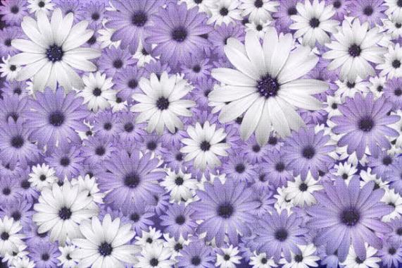 紫色菊花背景背景