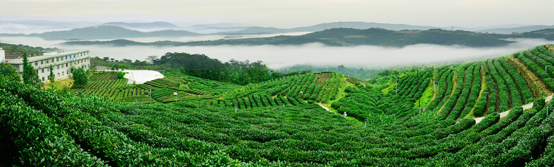 茶叶茶园风景绿色海报背景背景