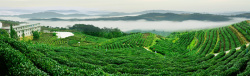 云雾绿茶茶叶茶园风景绿色海报背景高清图片