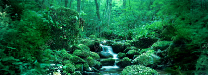绿色森林背景摄影图片