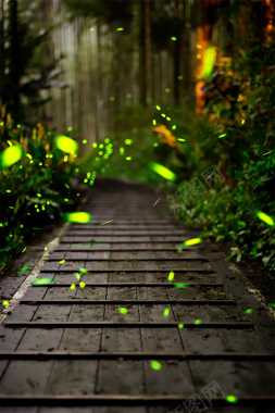 绿色森林小路萤火虫摄影平面广告摄影图片