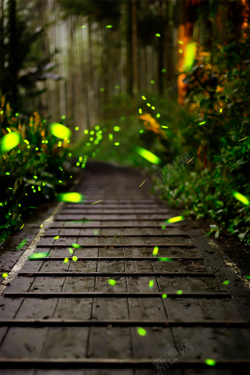 萤火虫壁纸绿色森林小路萤火虫摄影平面广告高清图片