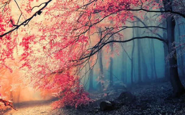 森林里的红色枫叶海报背景背景