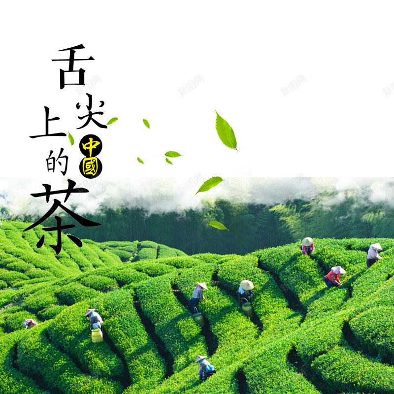 茶山茶园PSD分层主图背景psd设计背景_88icon https://88icon.com 主图 云雾 直通车 绿色 舌尖上 茶 茶叶 茶叶制作 茶园 茶山 采茶