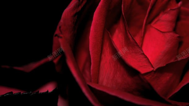 黑底盛开红色玫瑰海报背景背景