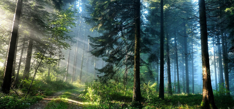 森林阳光照射风景摄影banner摄影图片