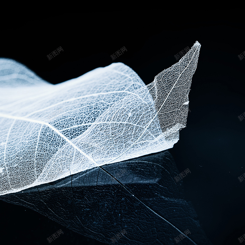 透明叶脉背景jpg设计背景_88icon https://88icon.com 主图 叶脉 文艺 清新 纹理 质感 透明 黑底