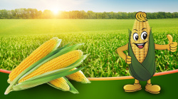 玉米广告背景绿色玉米田卡通玉米海报背景高清图片
