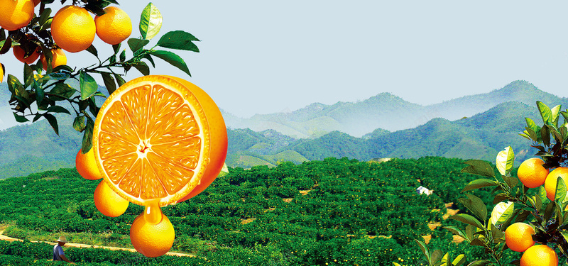 水果脐橙淘宝背景背景