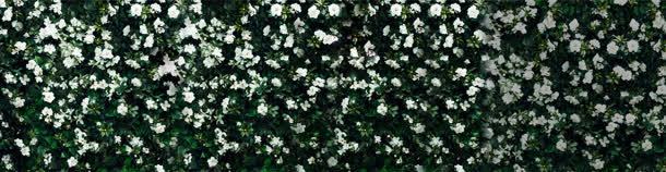 美丽白色花朵服饰海报背景背景