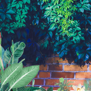 清新摄影风景植物砖墙大片绿色摄影图片