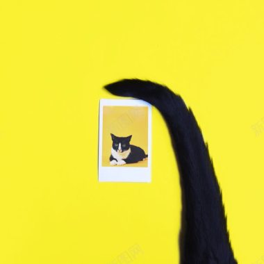 黑猫照片和尾巴海报背景背景