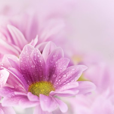 粉色戴露珠的菊花海报背景背景