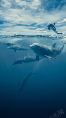 蓝色海洋海豚背景背景
