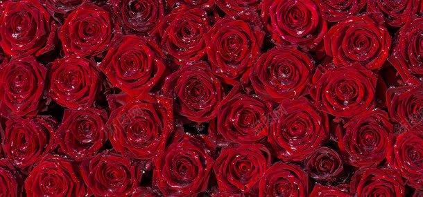 带水珠的玫瑰jpg设计背景_88icon https://88icon.com 植物 玫瑰 玫瑰背景 背景 花朵 鲜花
