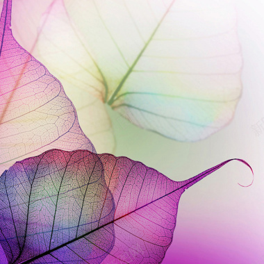 叶脉微距紫色叶片叶子自然植物梦幻背景背景