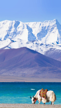 蓝天西藏雪山牦牛H5背景背景