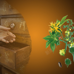 淘宝植物养生效果素材草本植物中药药材PSD分层主图背景高清图片