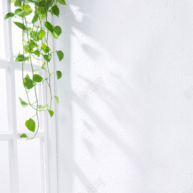 墙边植物背景背景