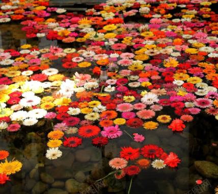水面上的菊花花朵背景