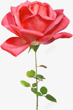 清晰唯美单只红色玫瑰花素材