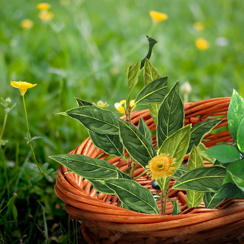 草地植物绿叶化妆品PSD分层主图背景psd设计背景_88icon https://88icon.com 主图 化妆品 叶子 天然健康 彩妆 护肤品 淘宝 直通车 绿叶 绿色植物 美妆 草地背景